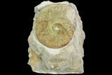 Green Ammonite (Orthosphinctes) Fossil on Rock - Germany #125878-1
